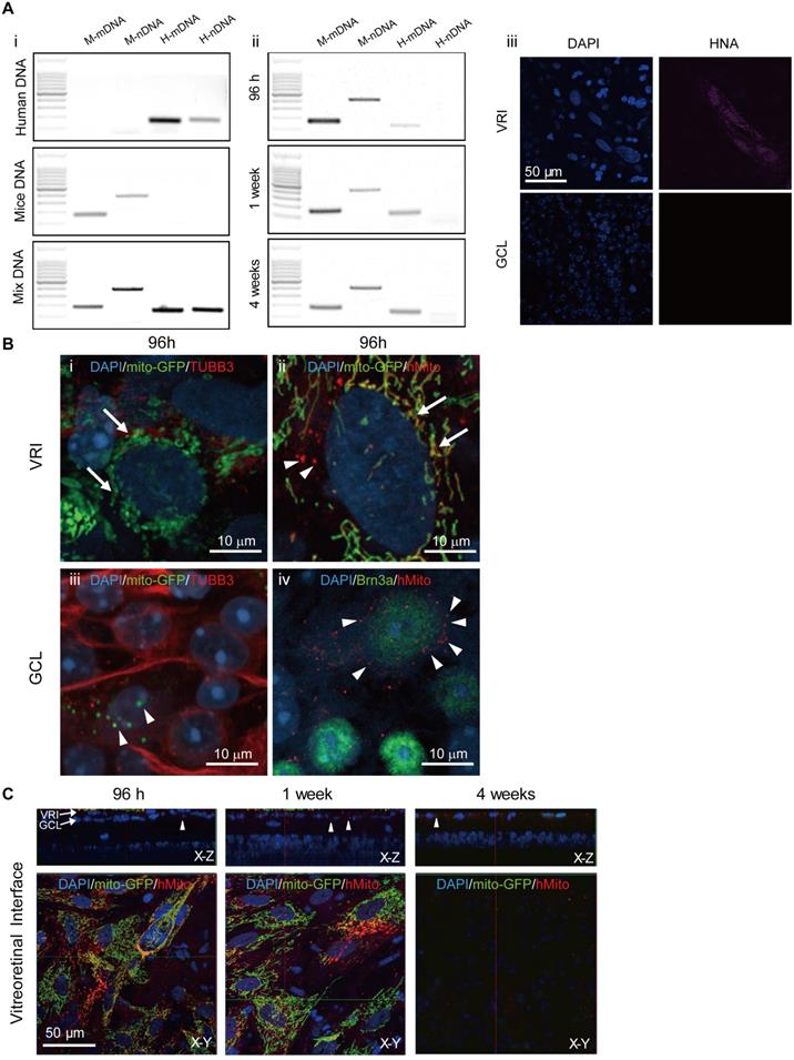 Theranostics Image