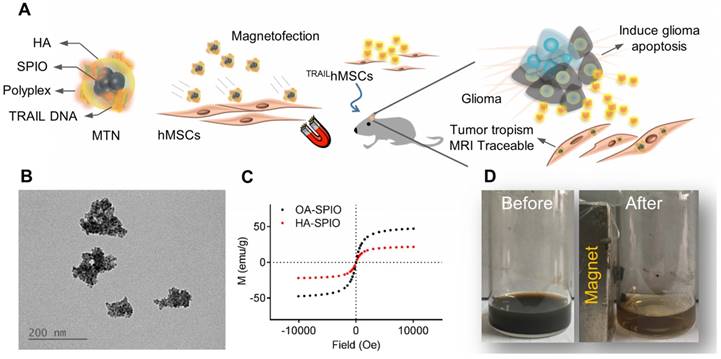 Theranostics Image