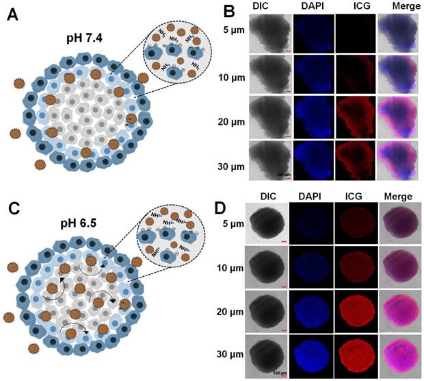 Theranostics Image