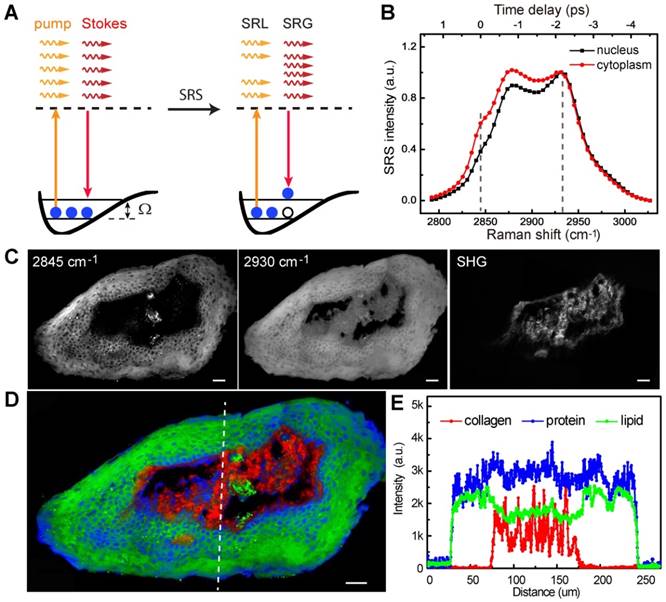 Theranostics Image