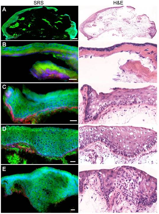 Theranostics Image