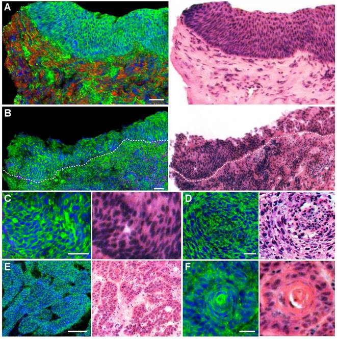 Theranostics Image