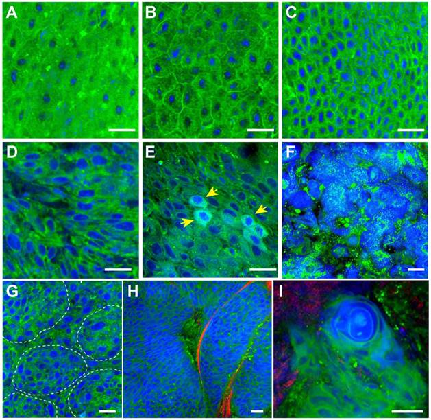 Theranostics Image