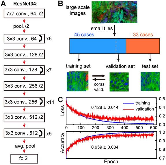 Theranostics Image