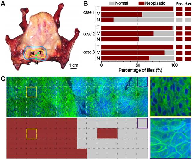 Theranostics Image