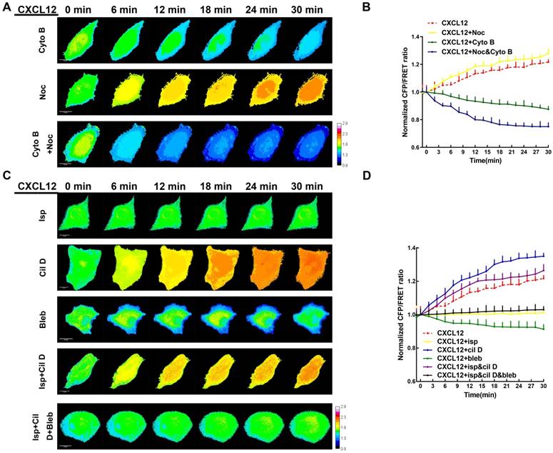 Theranostics Image