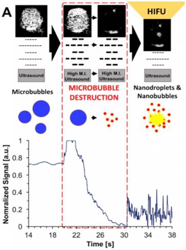 Theranostics Image