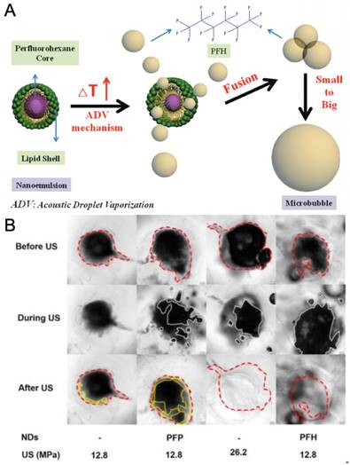 Theranostics Image