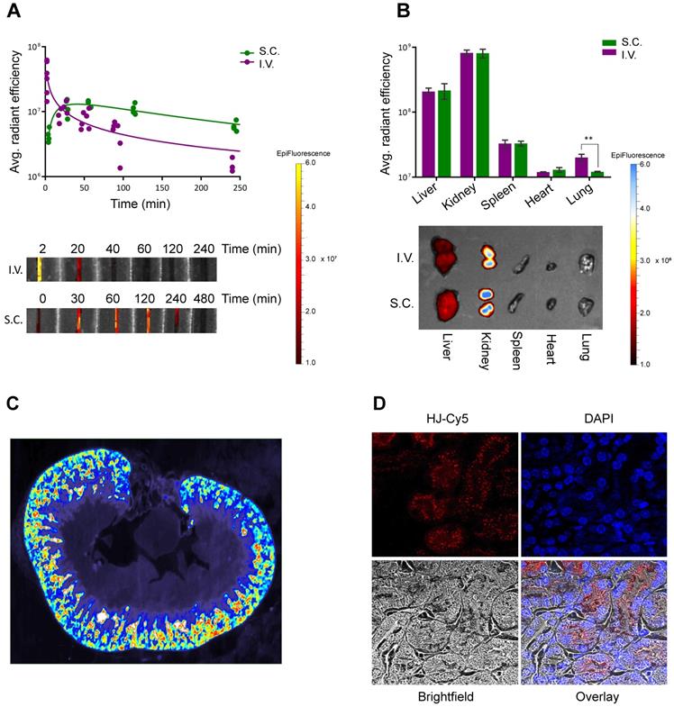 Theranostics Image