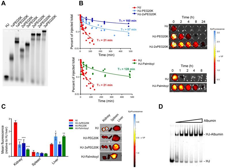 Theranostics Image