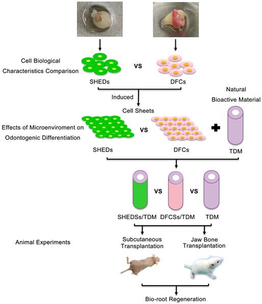 Theranostics Image