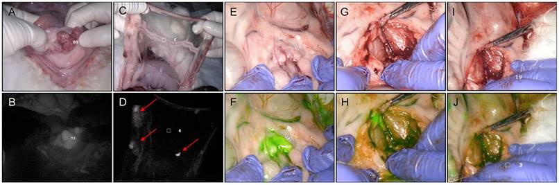 Theranostics Image