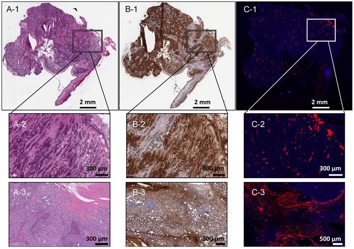 Theranostics Image