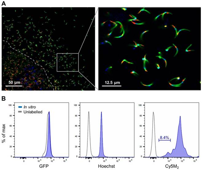 Theranostics Image