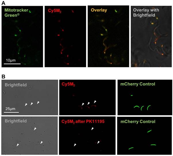 Theranostics Image