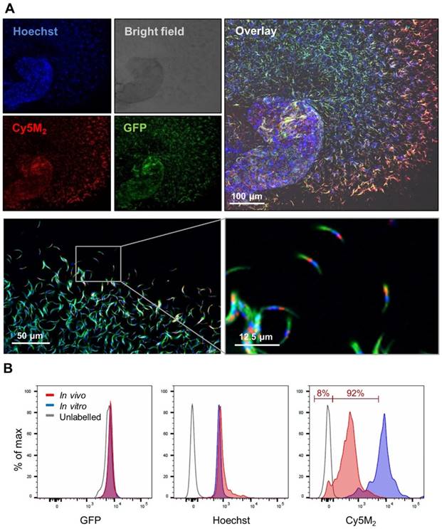 Theranostics Image