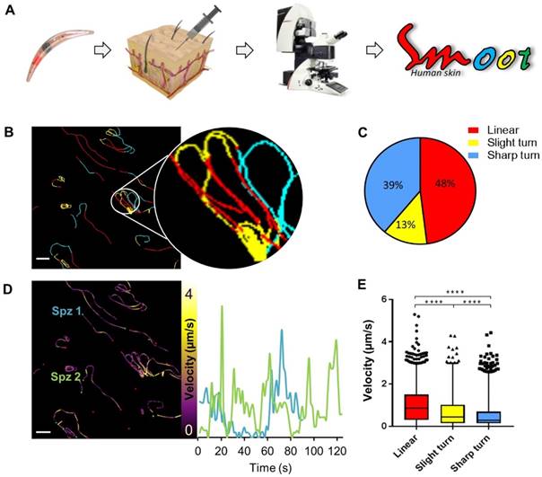 Theranostics Image