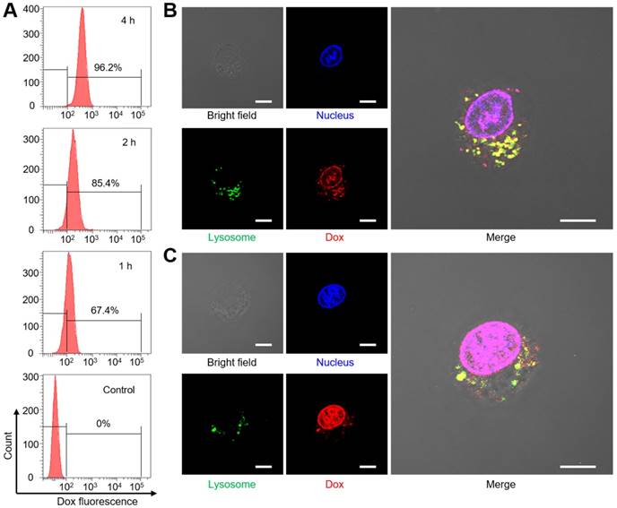 Theranostics Image