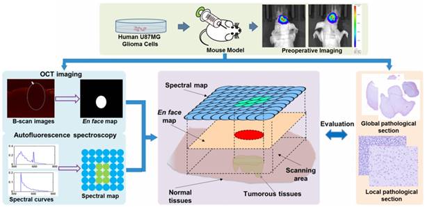 Theranostics Image