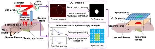 Theranostics Image