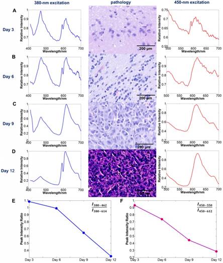 Theranostics Image