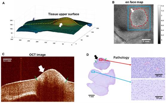 Theranostics Image