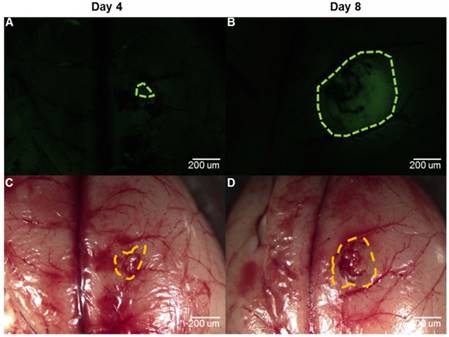 Theranostics Image