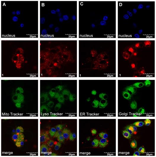 Theranostics Image