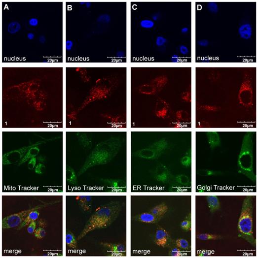 Theranostics Image