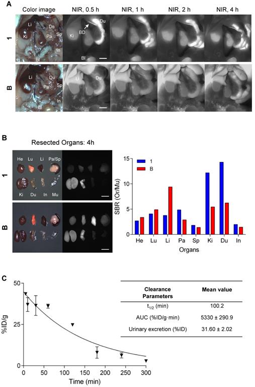 Theranostics Image