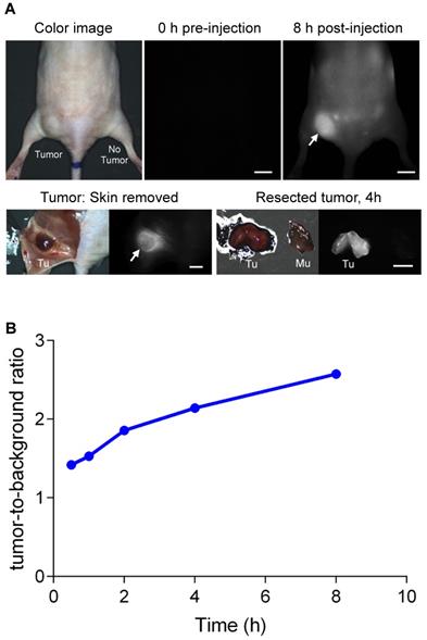 Theranostics Image