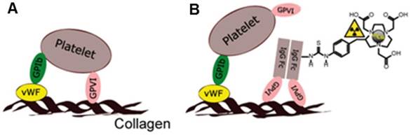 Theranostics Image