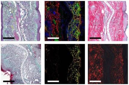 Theranostics Image