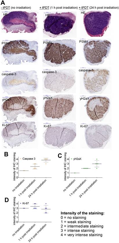 Theranostics Image