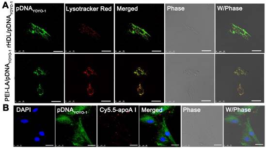 Theranostics Image