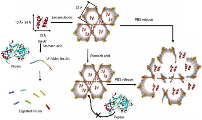 Theranostics Image