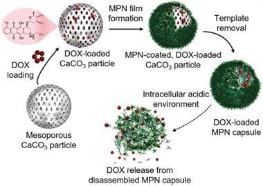 Theranostics Image