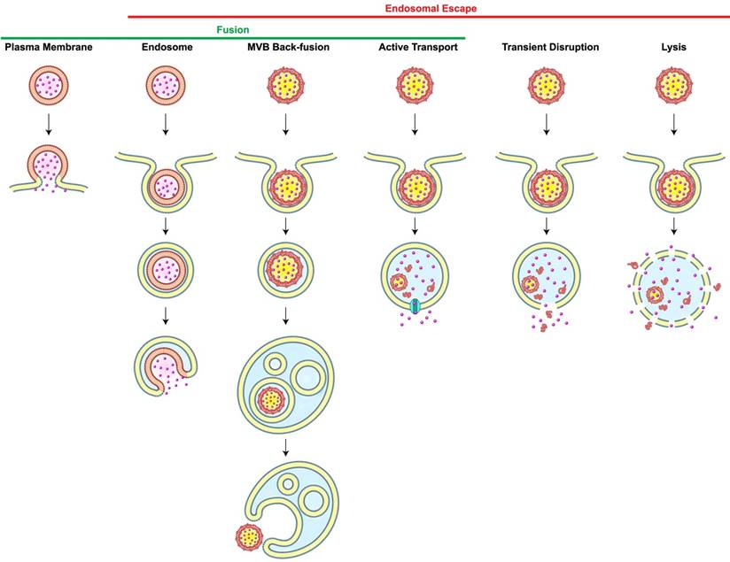 Theranostics Image