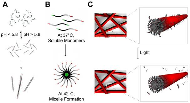 Theranostics Image