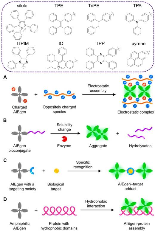 Theranostics Image