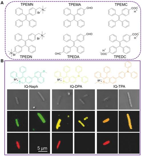 Theranostics Image