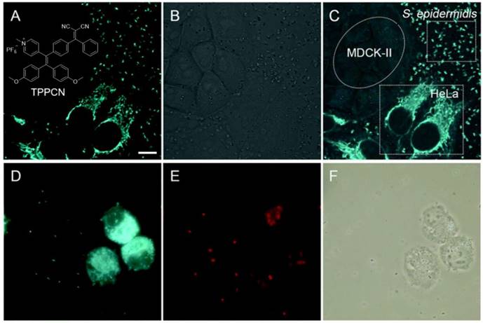 Theranostics Image