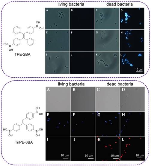 Theranostics Image