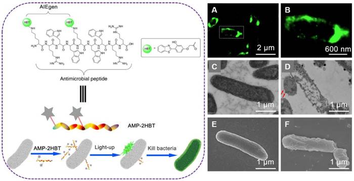 Theranostics Image