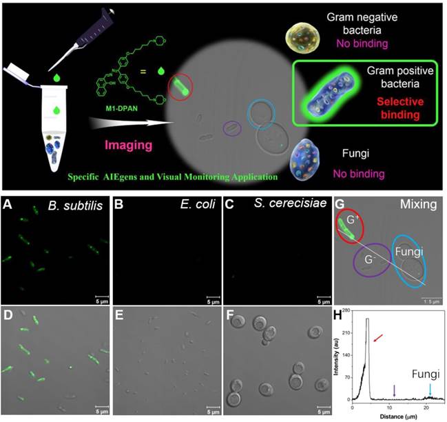 Theranostics Image