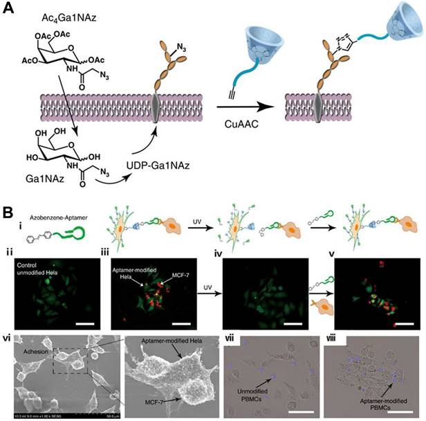 Theranostics Image