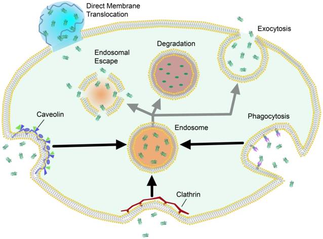 Theranostics Image