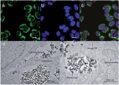 Theranostics Image