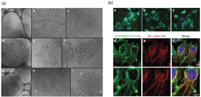 Theranostics Image