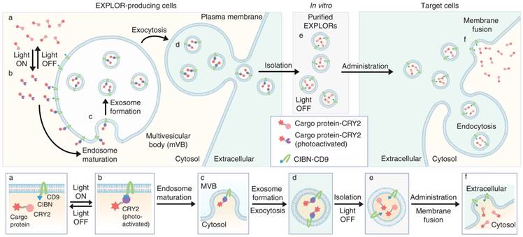 Theranostics Image